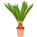 Cycas Palm Tree in a pot. Kiev